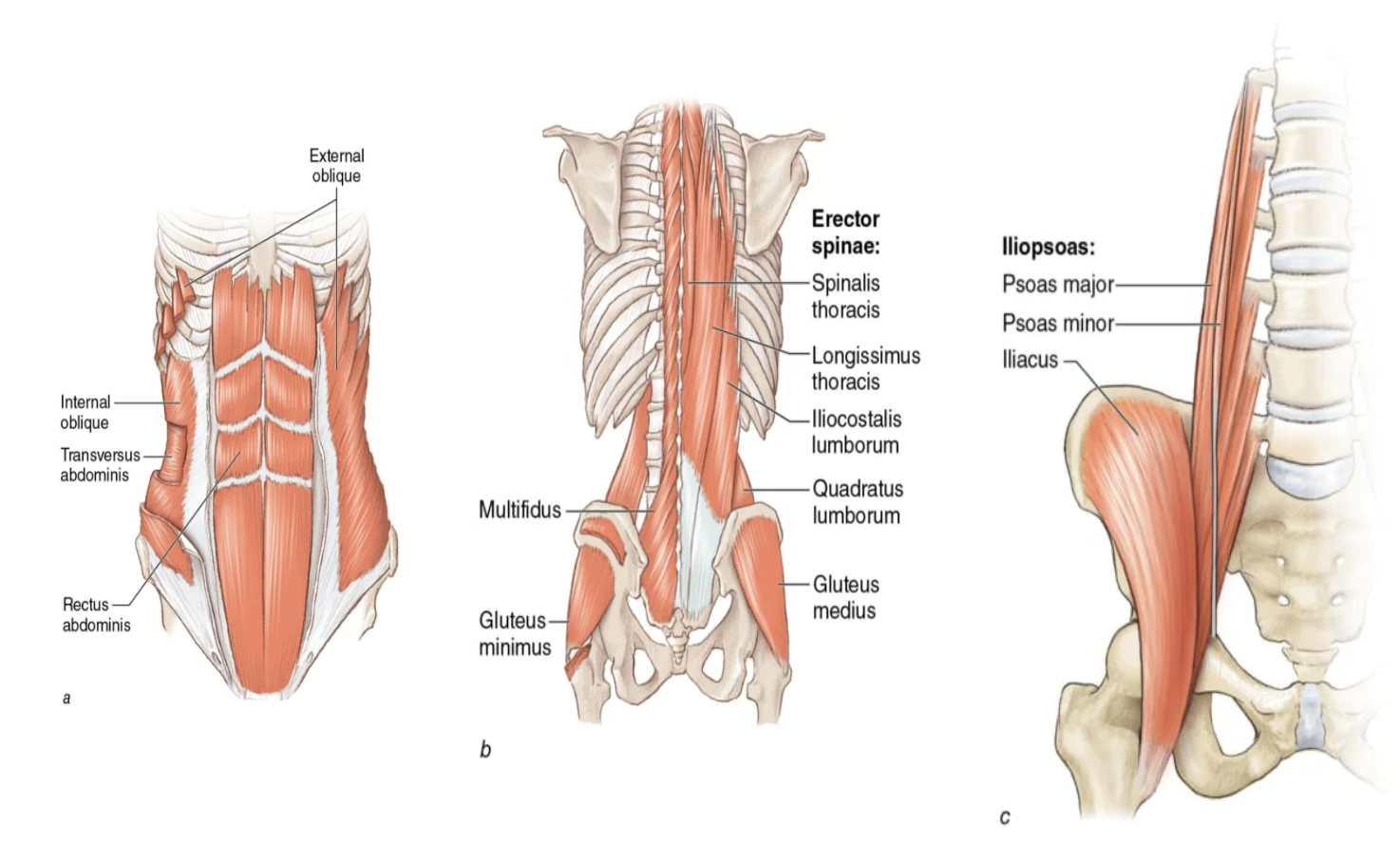 Cấu trúc giải phẫu cơ lõi